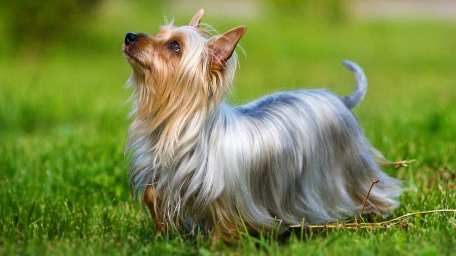 Terrier Sedoso