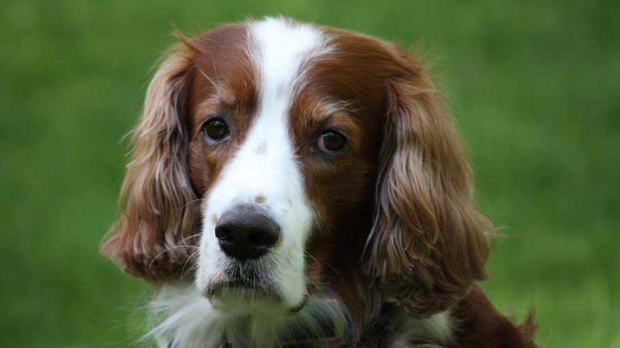 Setter Irlandés Rojo y Blanco